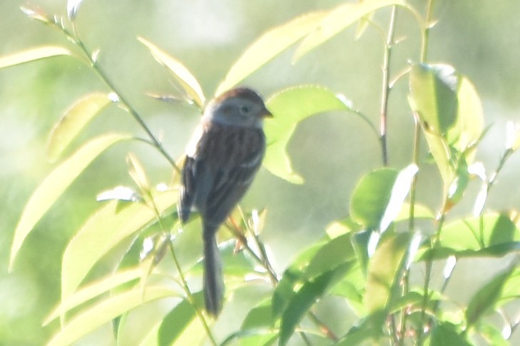 Field Sparrow - ML618325206