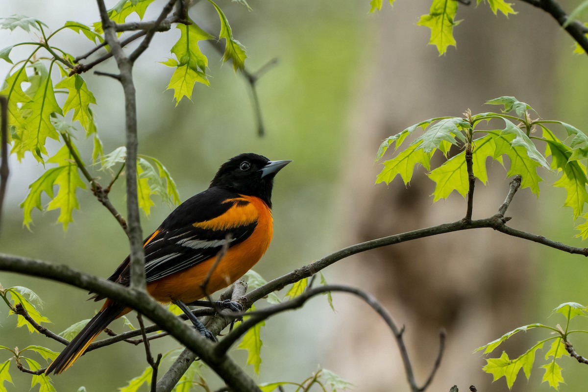 Orchard Oriole - ML618325208