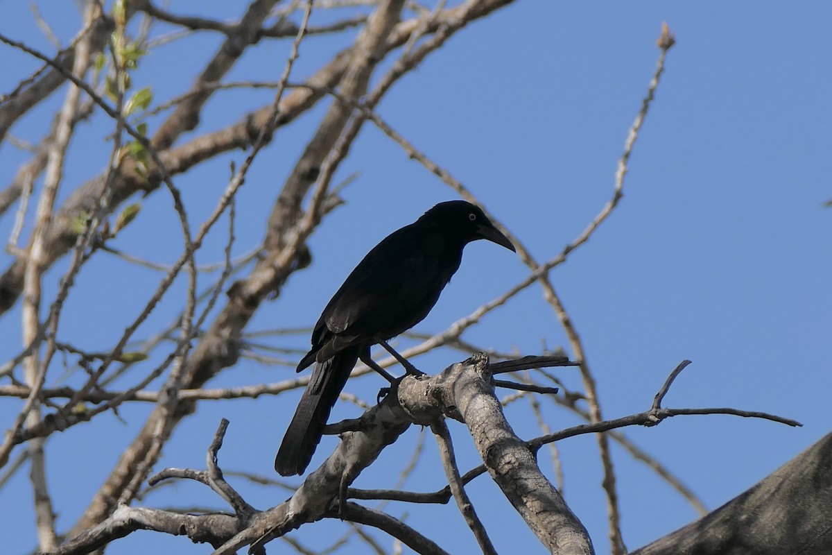 Great-tailed Grackle - ML618325210