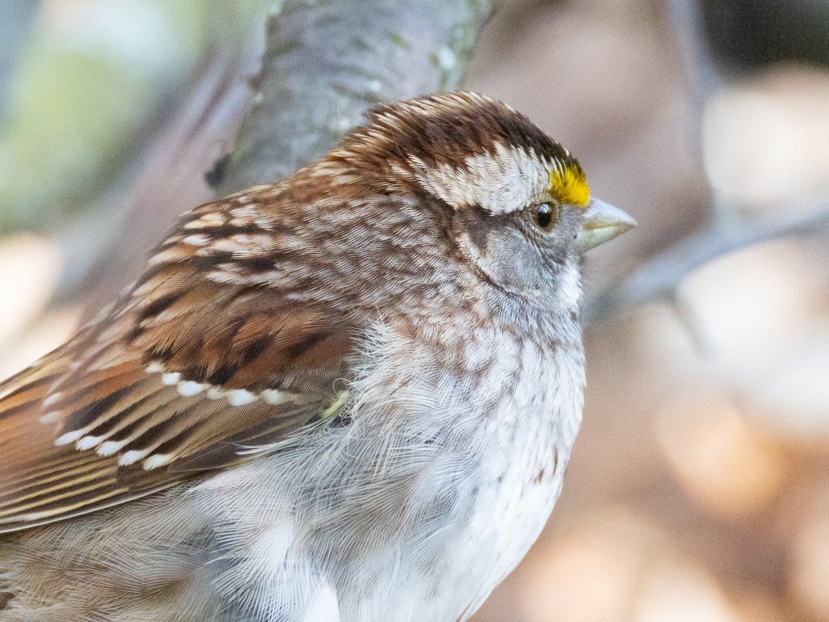 White-throated Sparrow - ML618325215