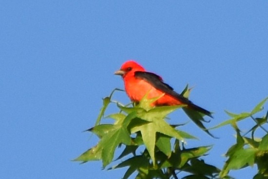 Scarlet Tanager - ML618325219