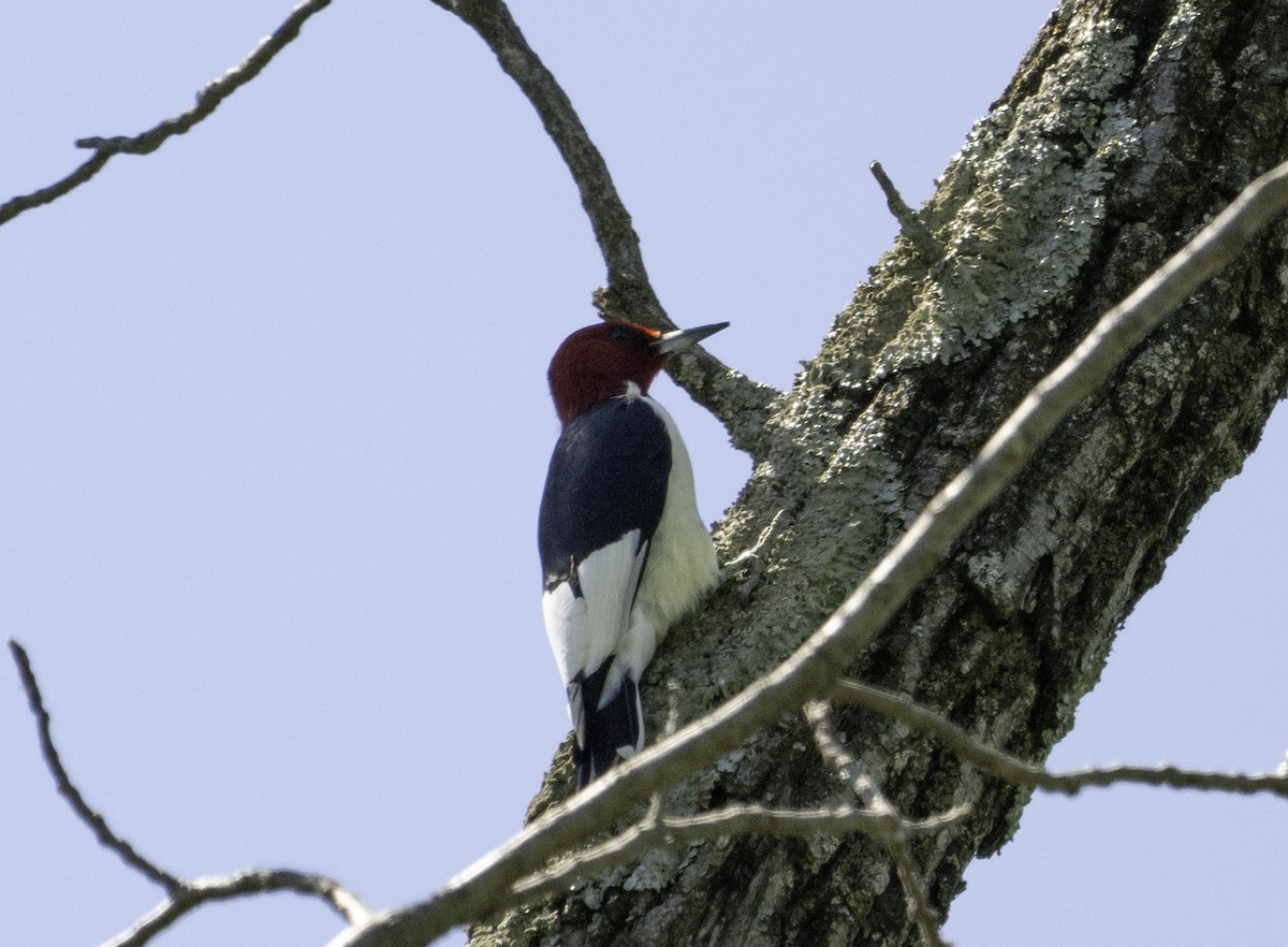Red-headed Woodpecker - ML618325230
