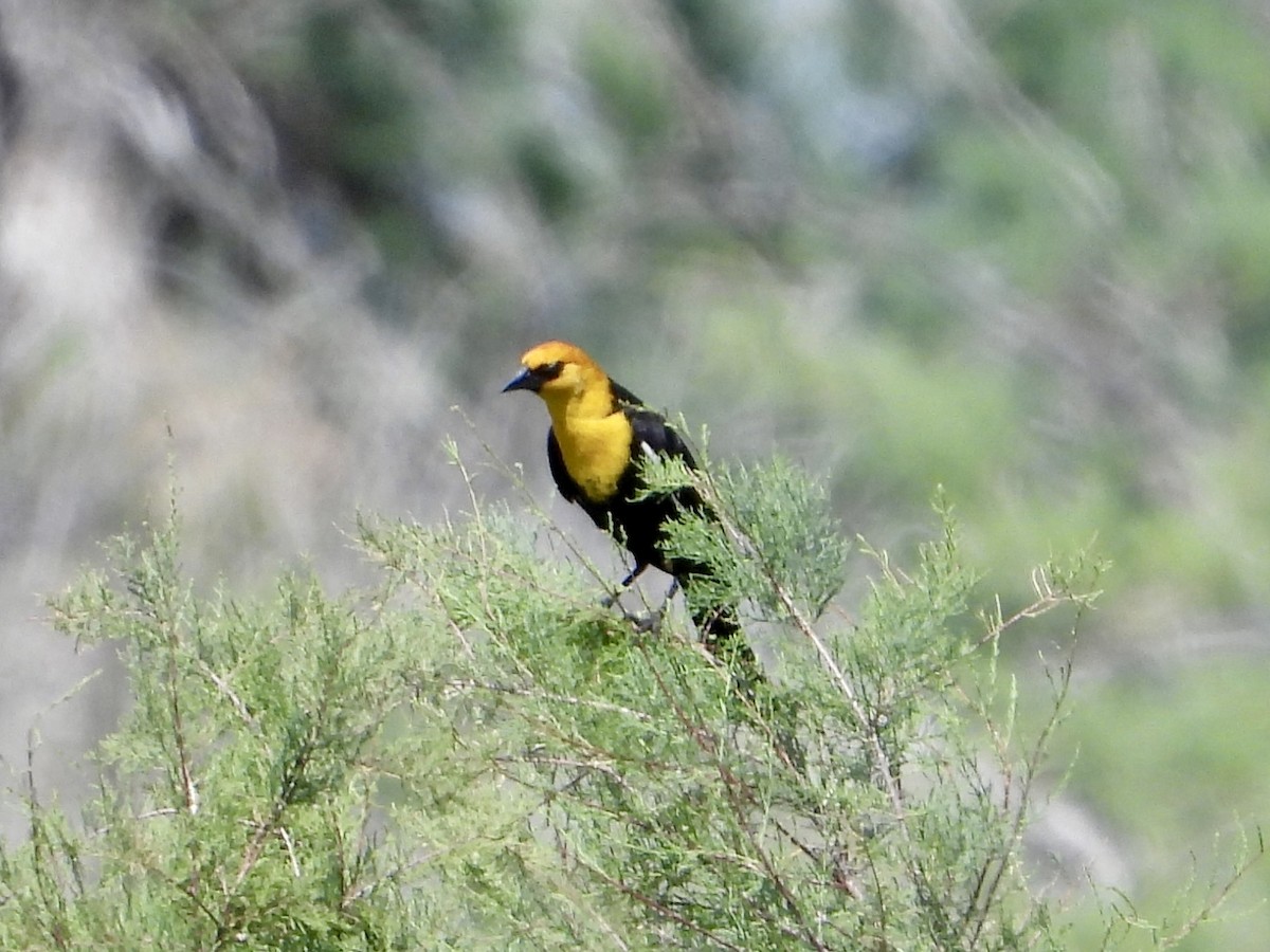 Yellow-headed Blackbird - ML618325236