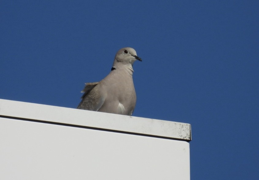 Eurasian Collared-Dove - ML618325245