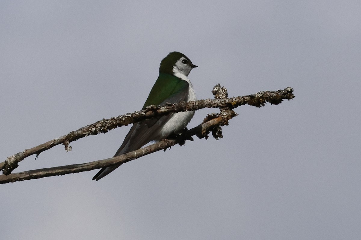 Violet-green Swallow - Paul Prappas