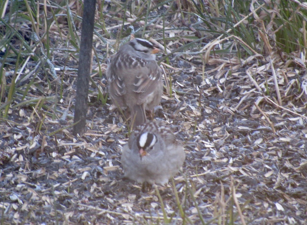 White-crowned Sparrow - ML618325278