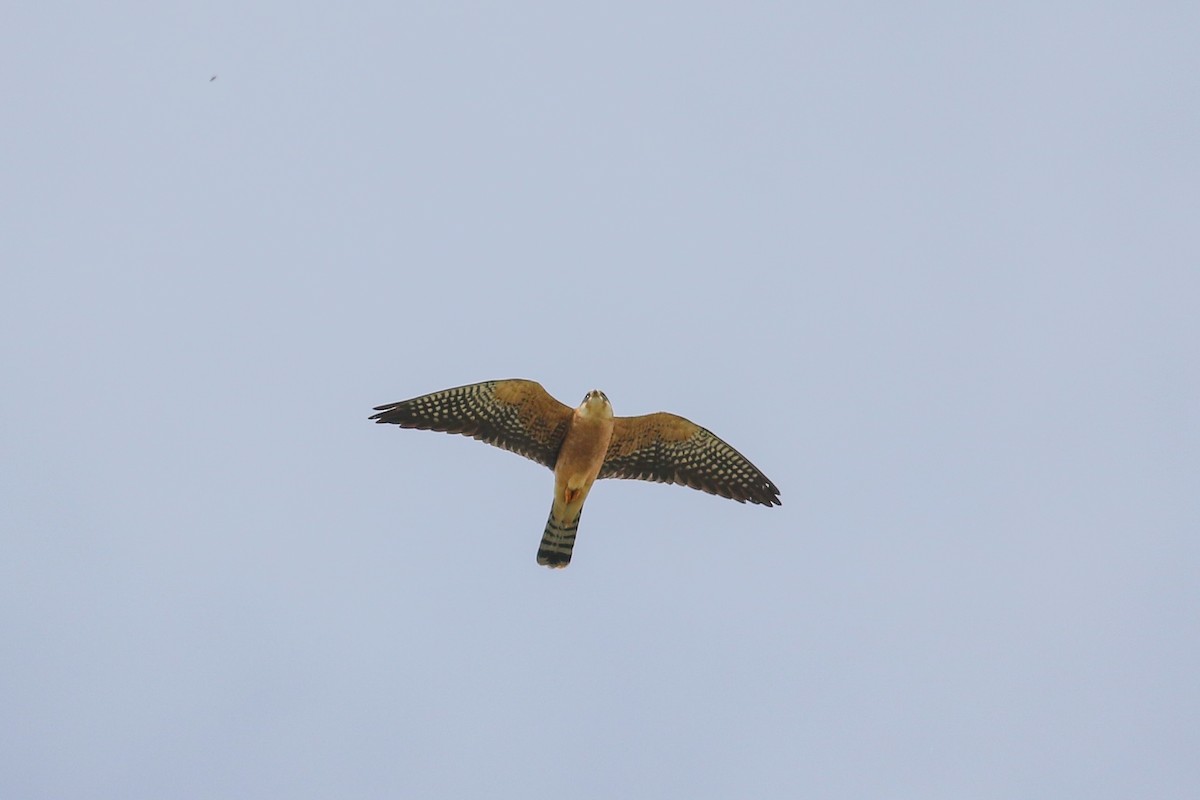 Red-footed Falcon - ML618325308