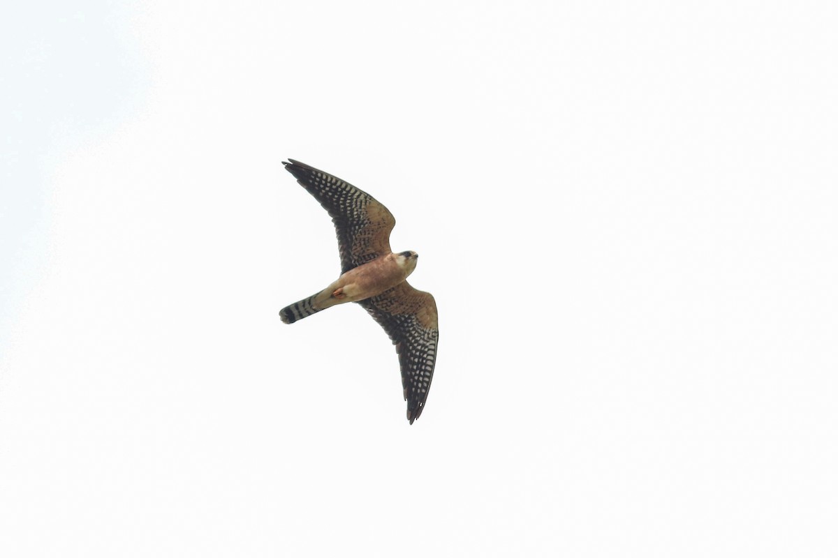 Red-footed Falcon - ML618325309