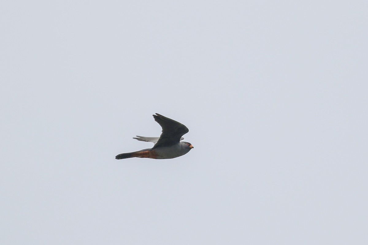 Red-footed Falcon - ML618325311