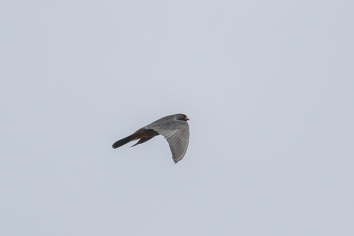 Red-footed Falcon - ML618325312