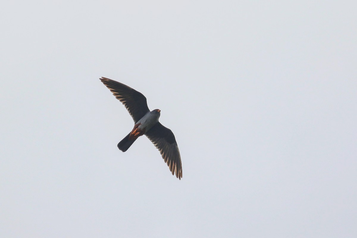 Red-footed Falcon - ML618325314