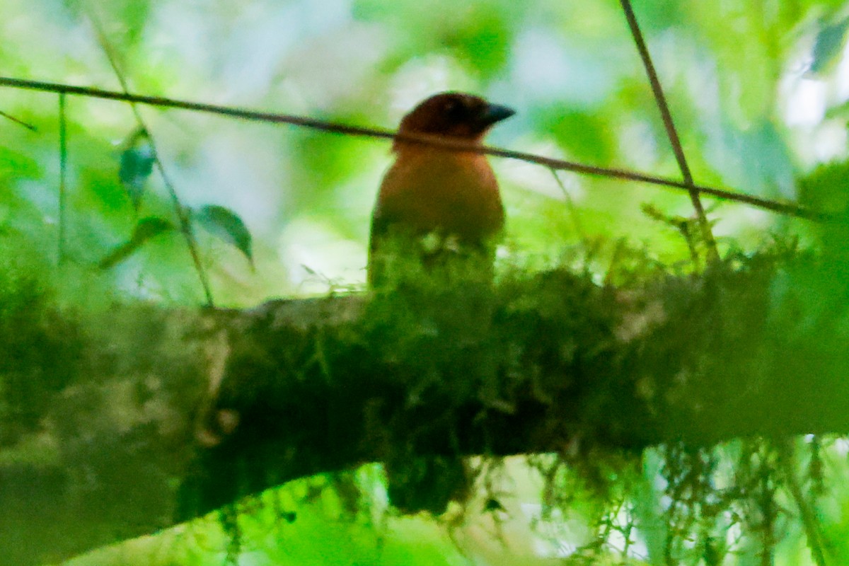 Red-throated Ant-Tanager - ML618325354