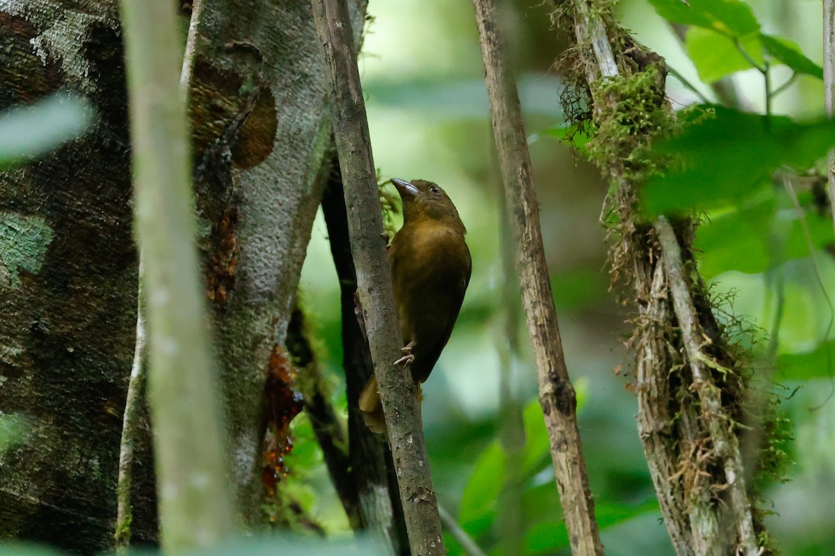 Red-throated Ant-Tanager - ML618325356