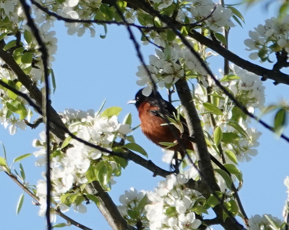 Orchard Oriole - ML618325374