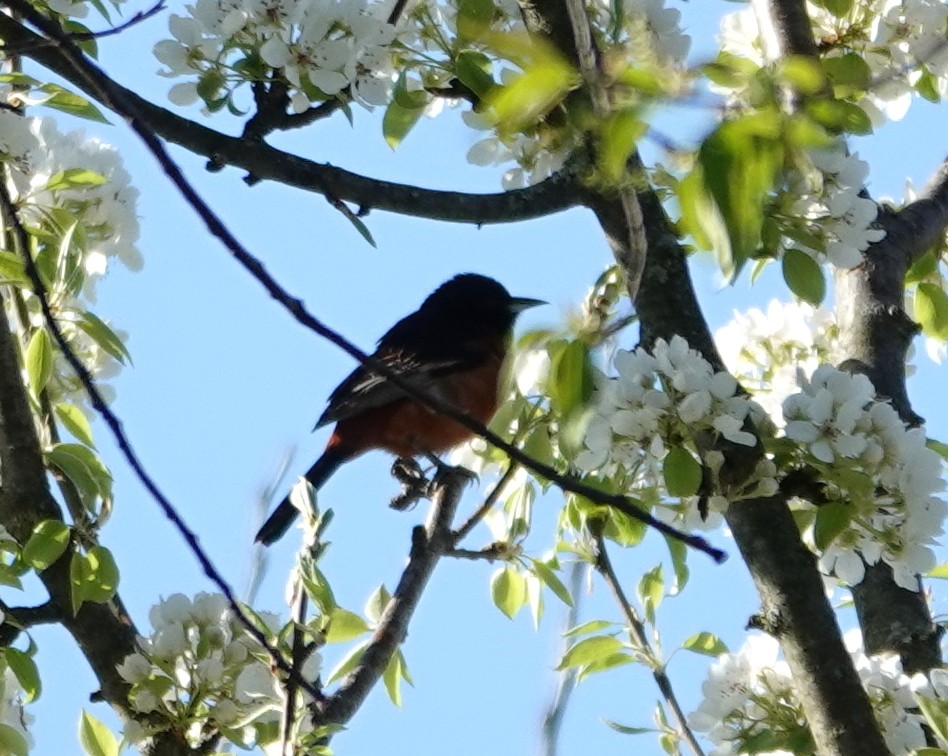 Orchard Oriole - ML618325375