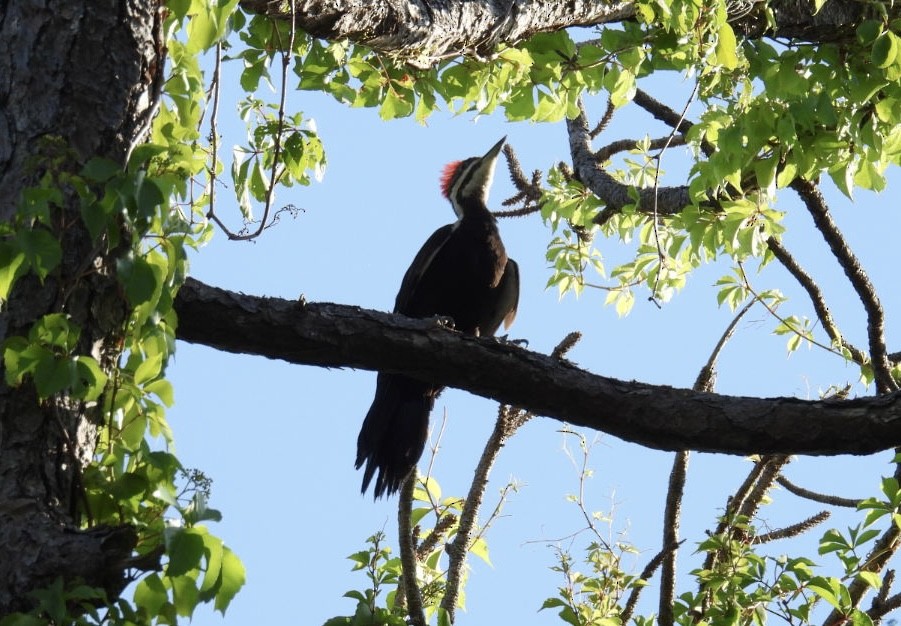 Pileated Woodpecker - ML618325378