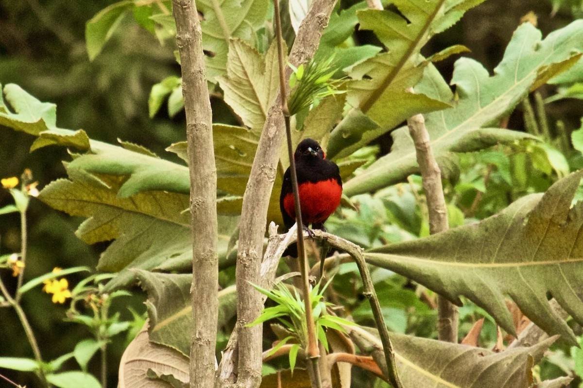 Scarlet-bellied Mountain Tanager - Paul Petrus