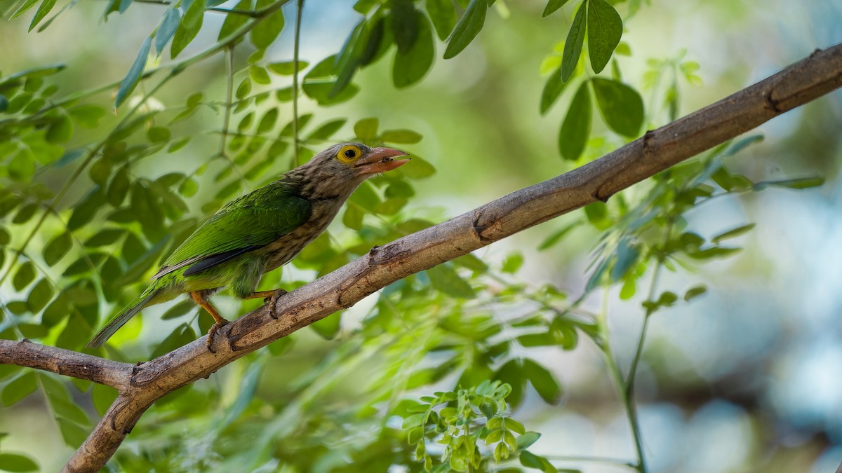 Lineated Barbet - ML618325431