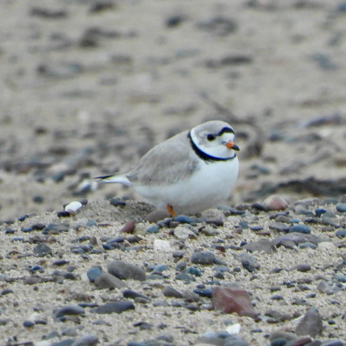 Piping Plover - ML618325435