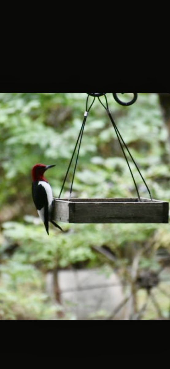 Red-headed Woodpecker - Cynthia Houston