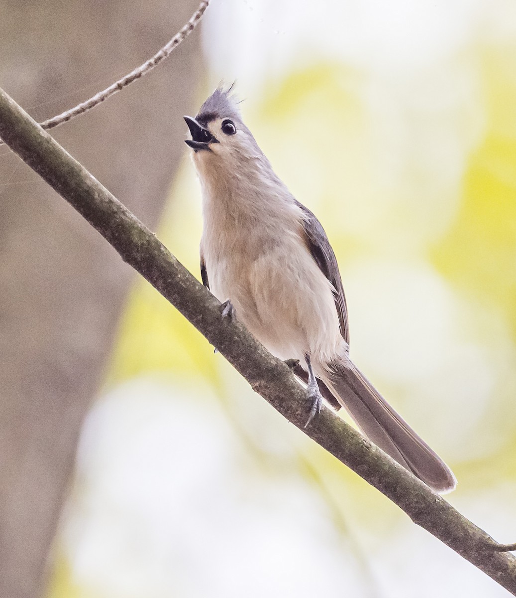 Tufted Titmouse - Mike Murphy