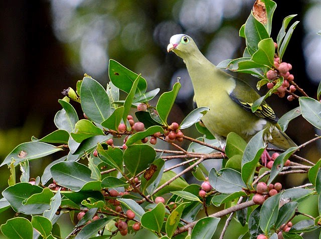 Thick-billed Green-Pigeon - Choy Wai Mun
