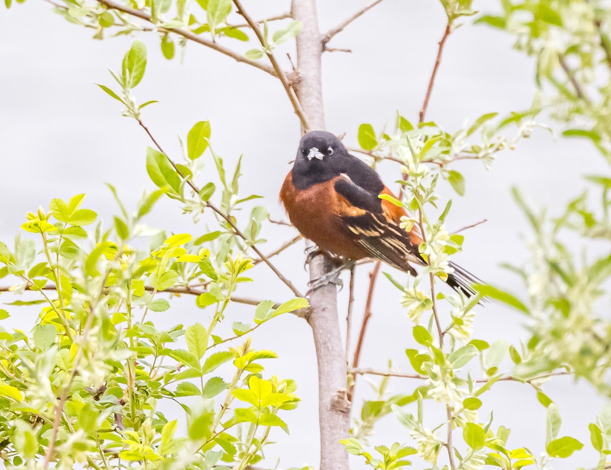 Orchard Oriole - ML618325542