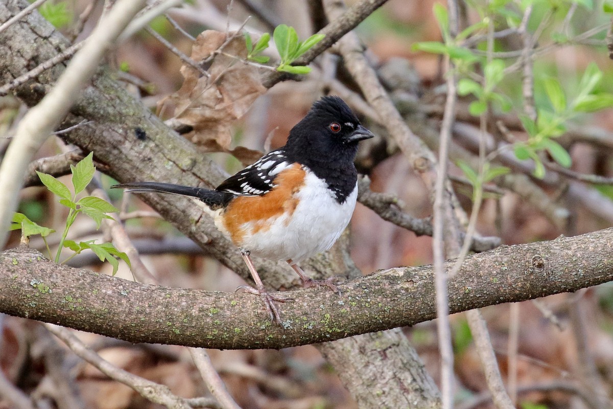 Spotted Towhee - ML618325558