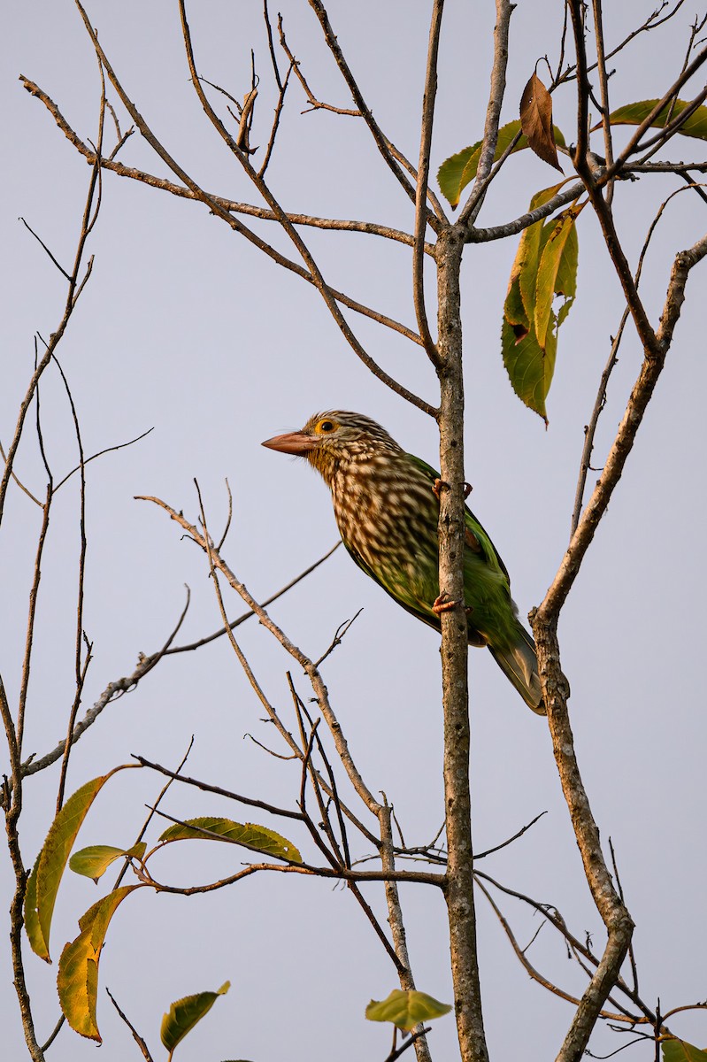Lineated Barbet - ML618325563