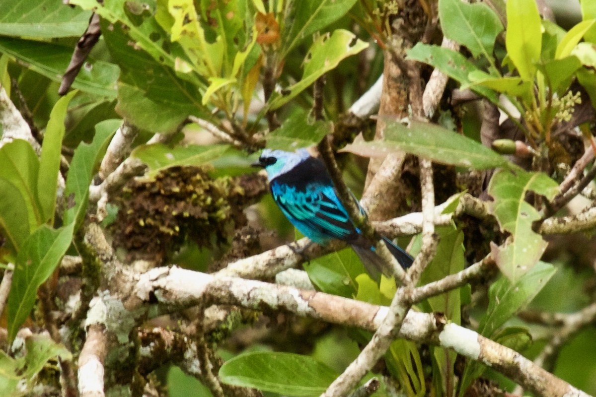 Masked Tanager - ML618325564
