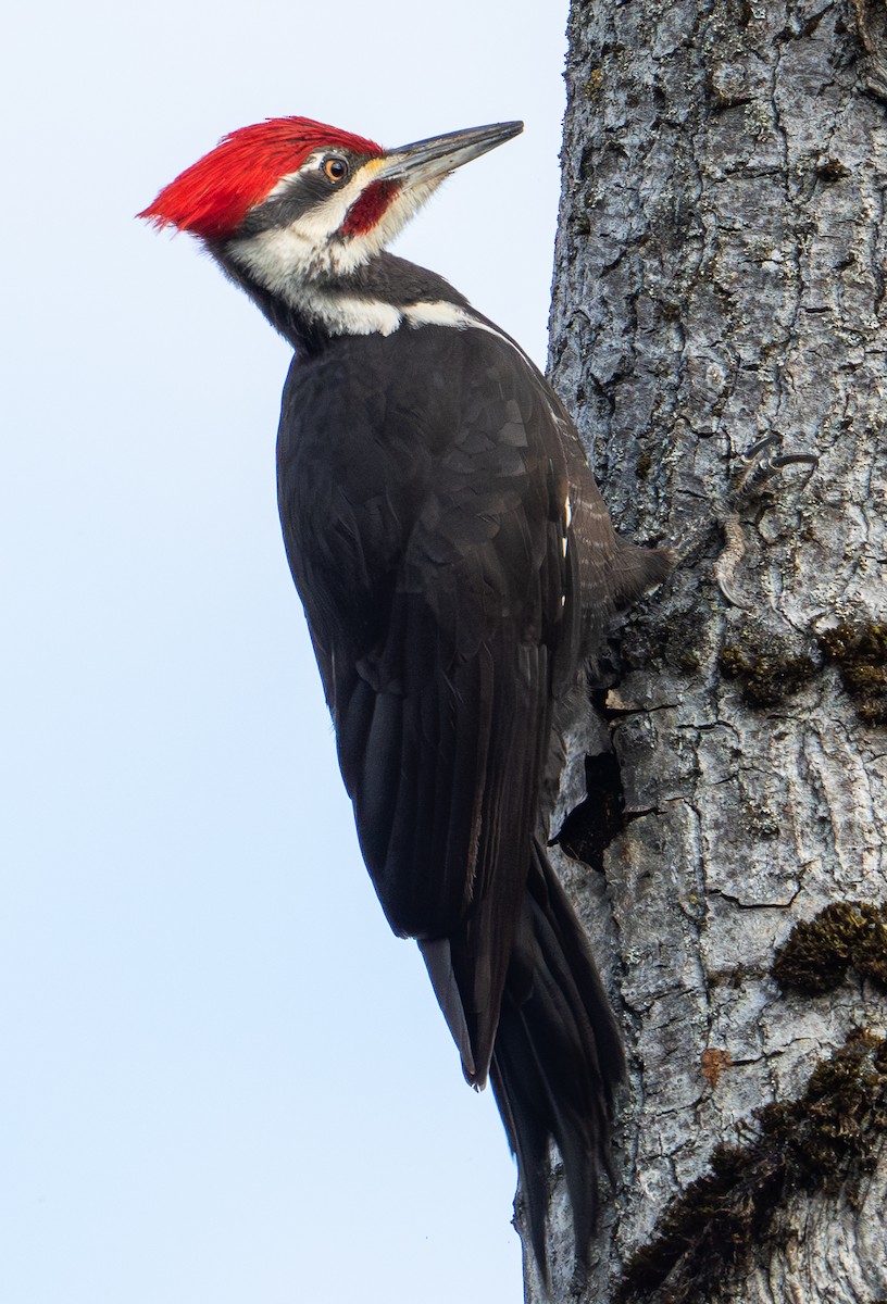Pileated Woodpecker - ML618325576