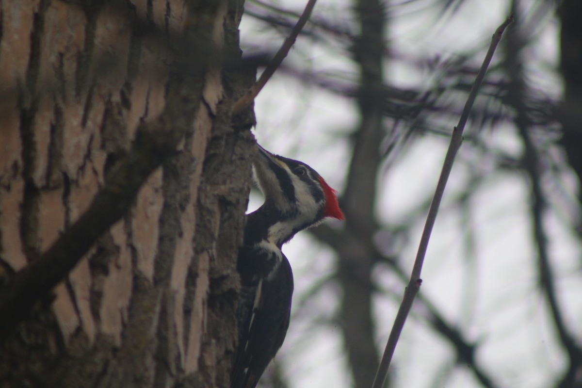 Pileated Woodpecker - ML618325577