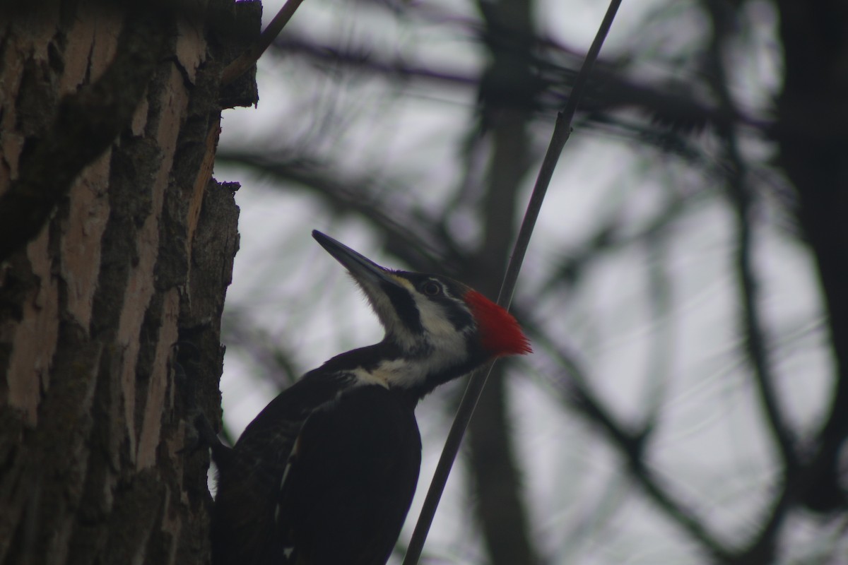 Pileated Woodpecker - ML618325578