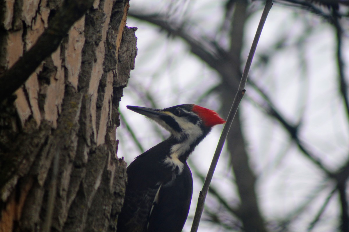 Pileated Woodpecker - Cory Ruchlin
