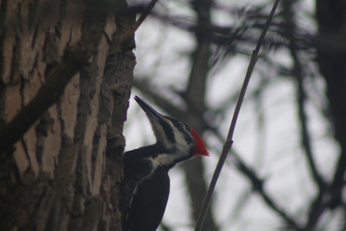 Pileated Woodpecker - ML618325580