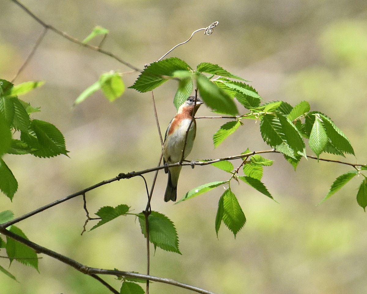 Bay-breasted Warbler - ML618325620