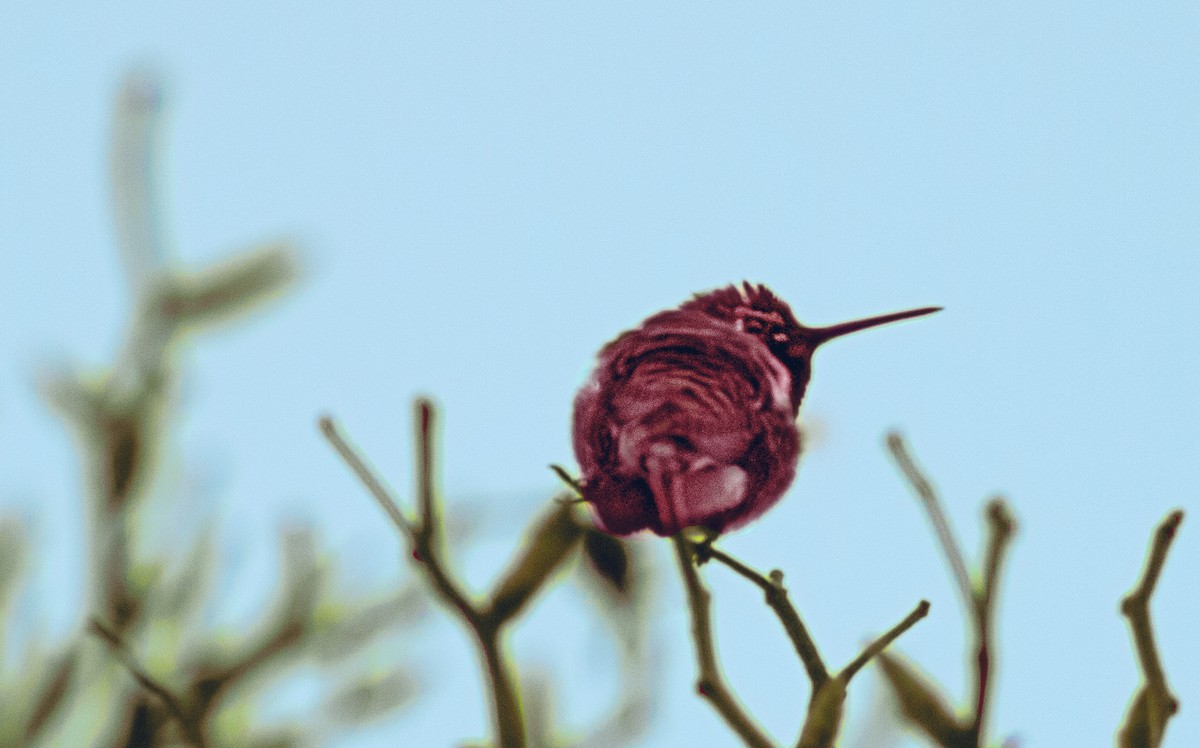 Anna's Hummingbird - Greg kerluke