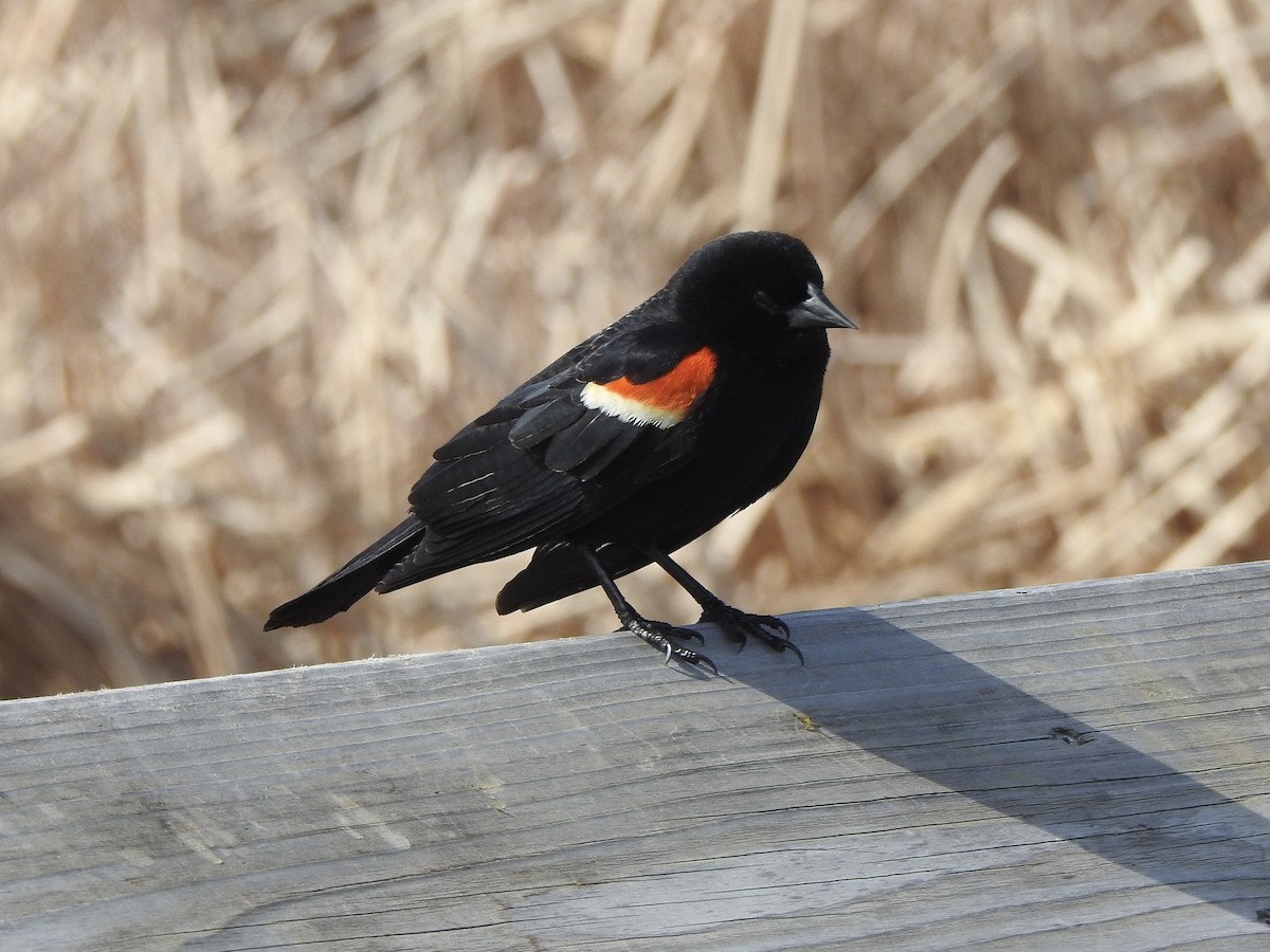Red-winged Blackbird - ML618325683