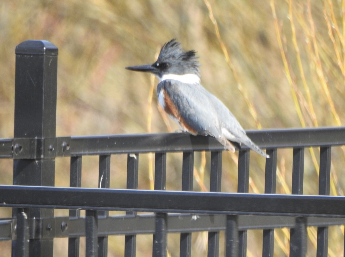 Belted Kingfisher - ML618325719