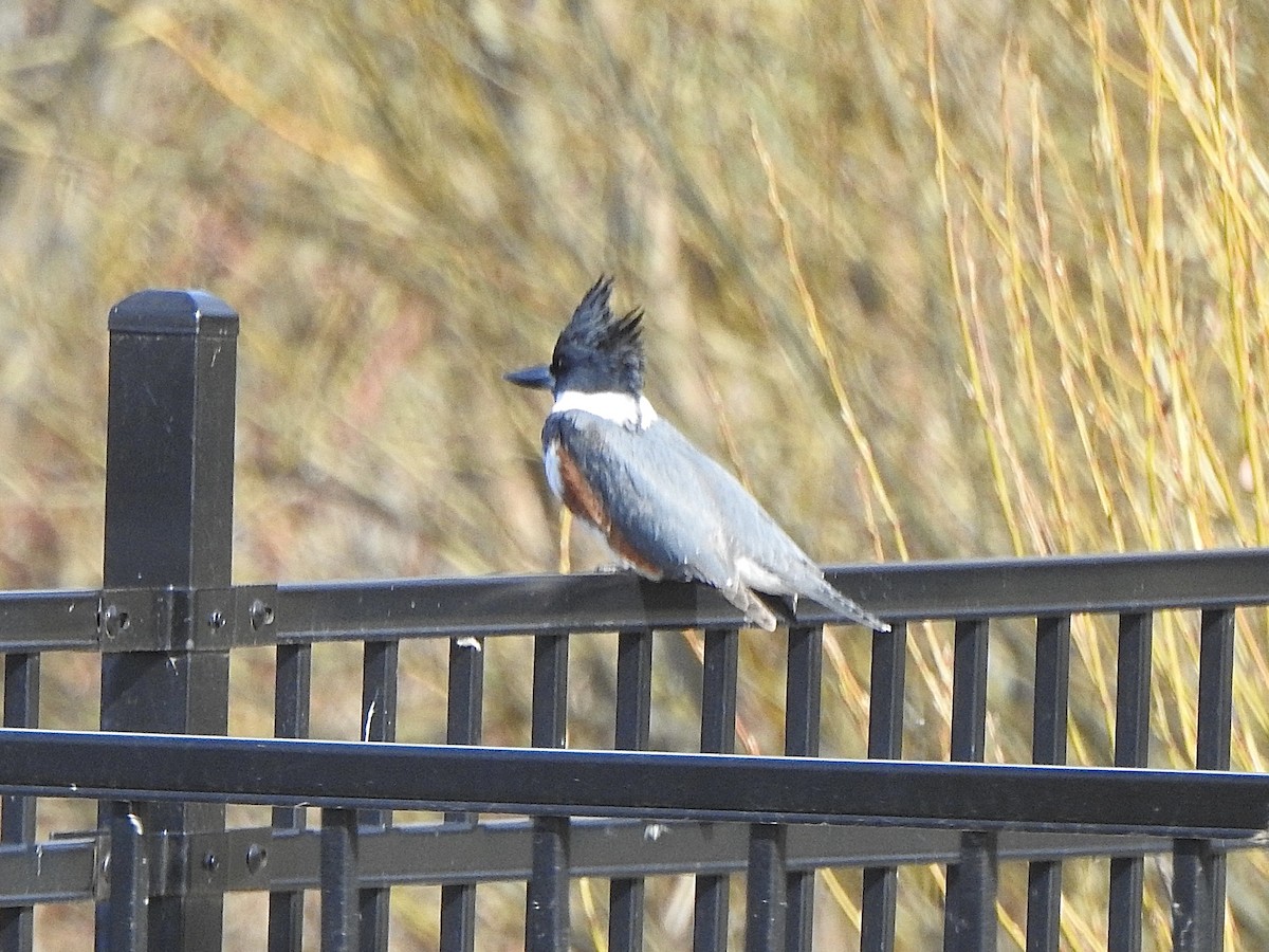 Belted Kingfisher - ML618325721
