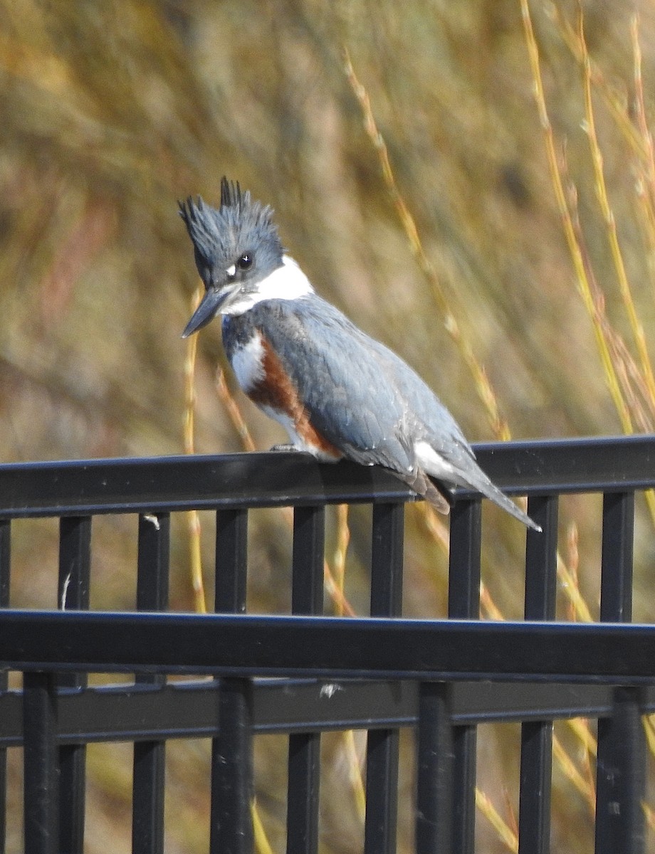 Belted Kingfisher - ML618325722