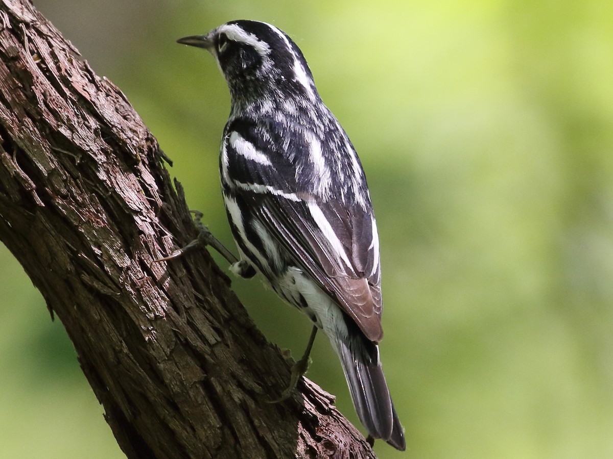 Black-and-white Warbler - ML618325727