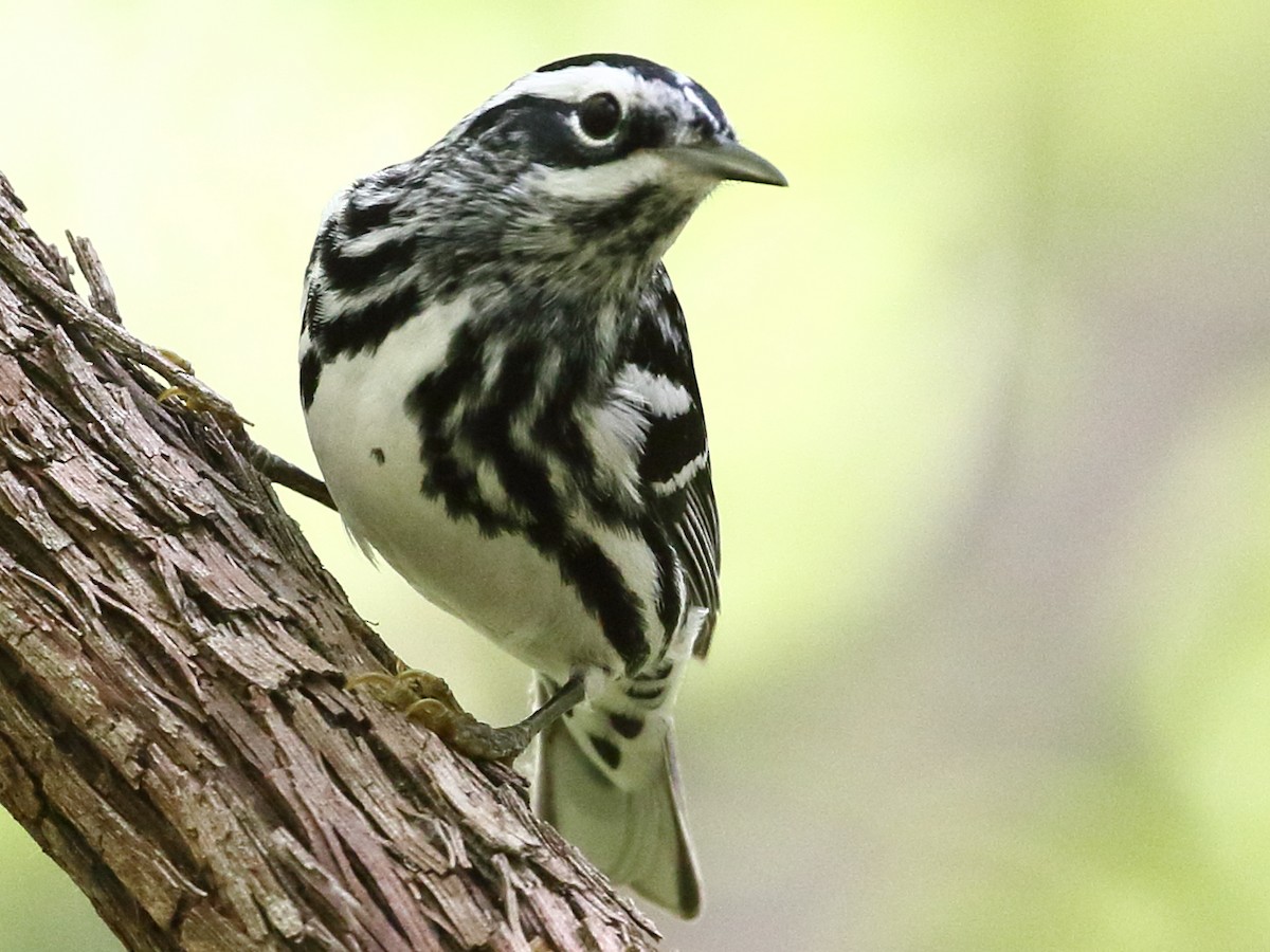Black-and-white Warbler - ML618325728