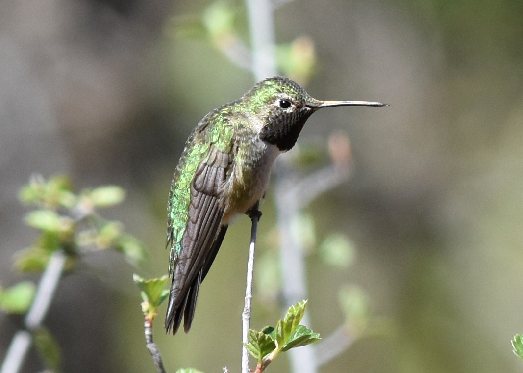 Broad-tailed Hummingbird - ML618325745