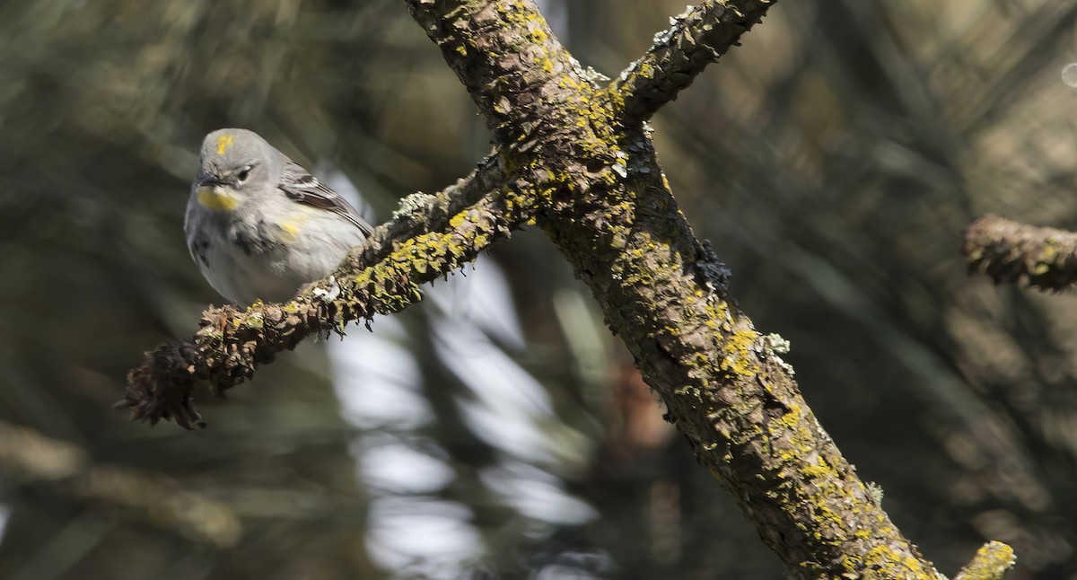Yellow-rumped Warbler (Audubon's) - ML618325852