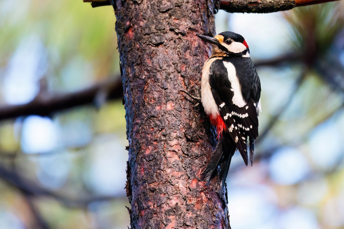 Great Spotted Woodpecker (Canarian) - ML618325875