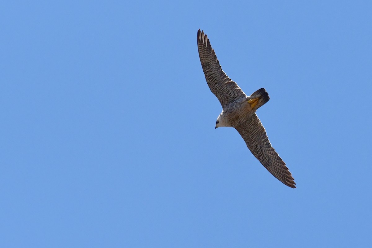 Peregrine Falcon (Barbary) - ML618325890