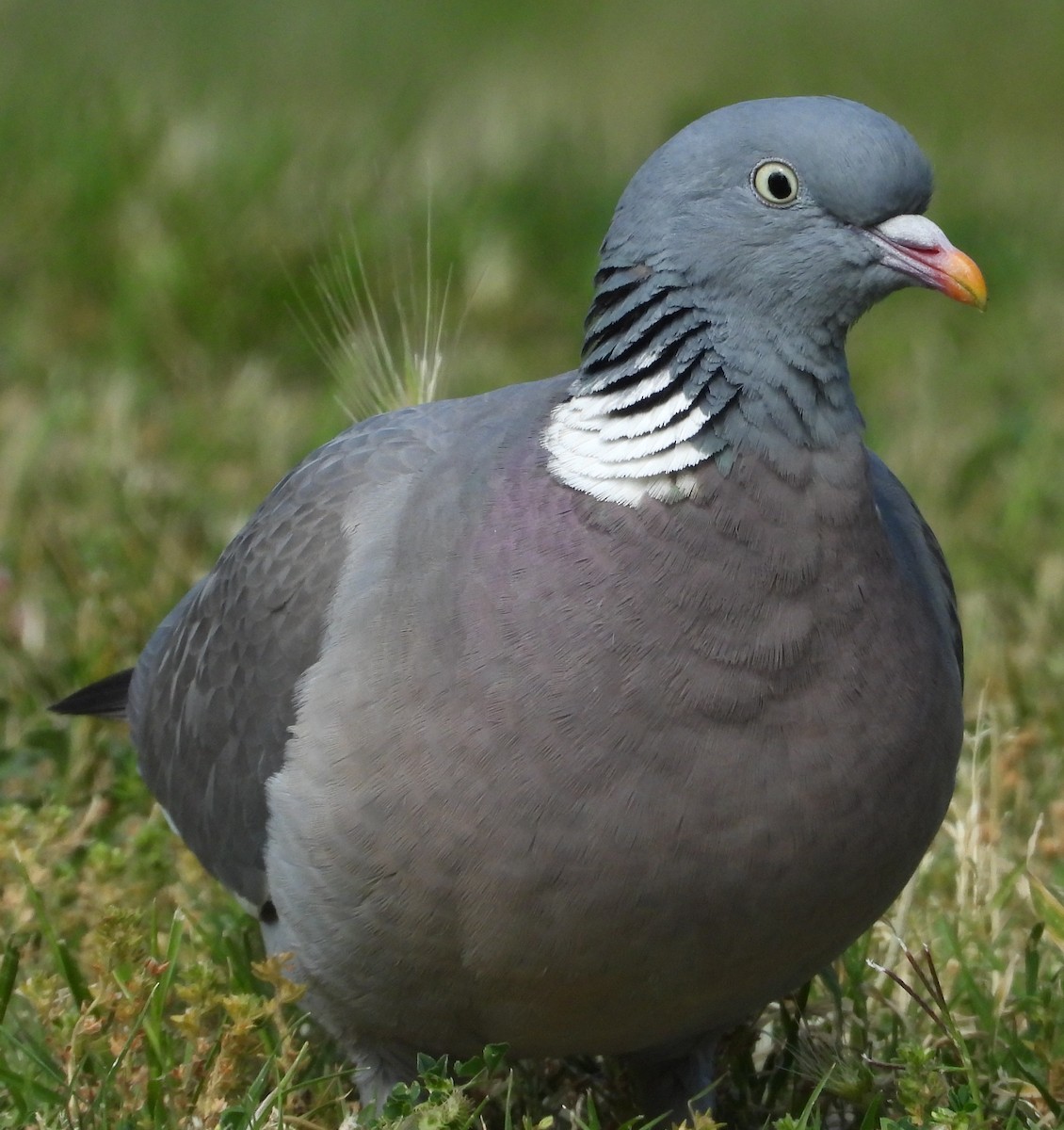Common Wood-Pigeon - ML618325893