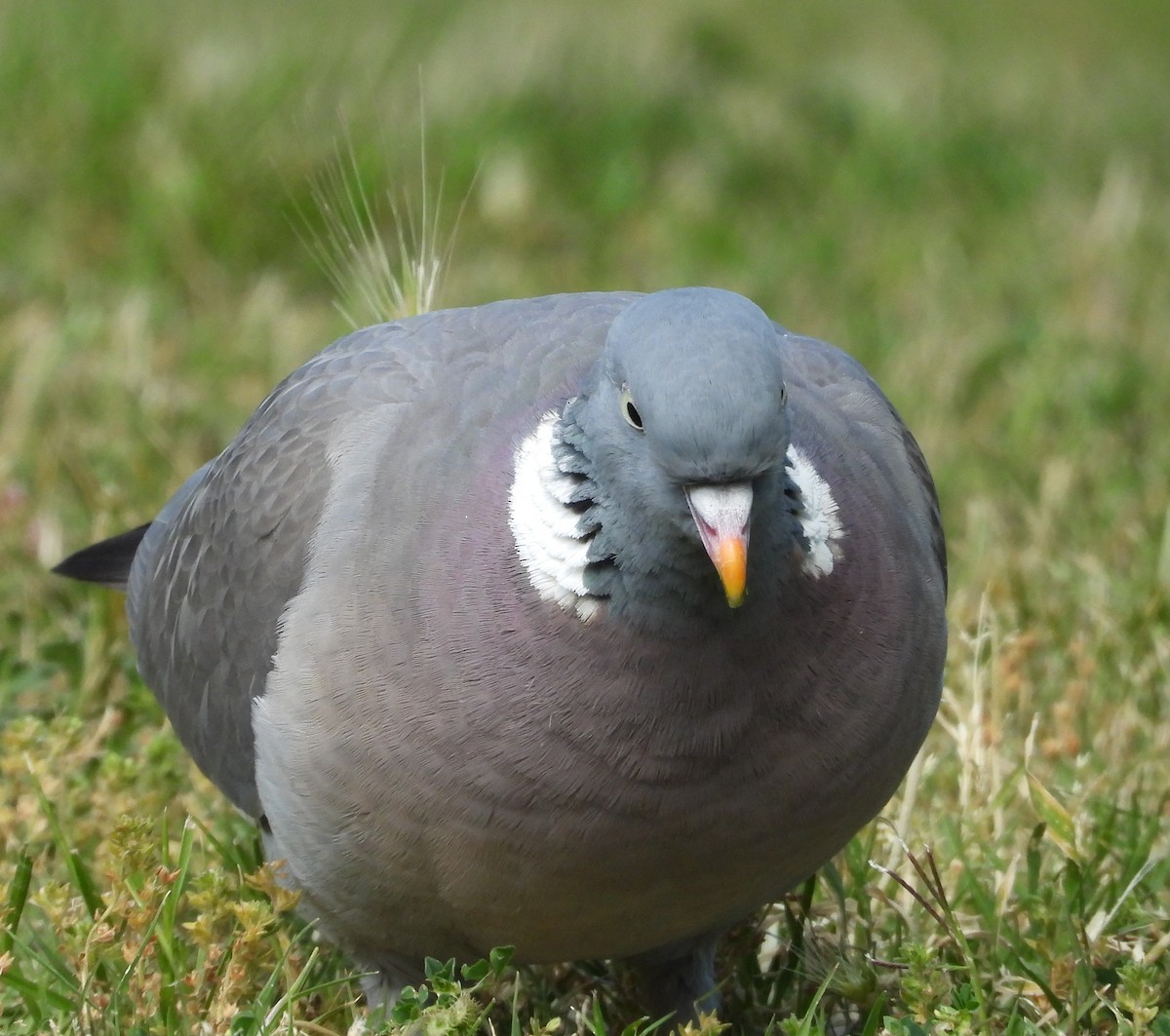 Common Wood-Pigeon - ML618325894