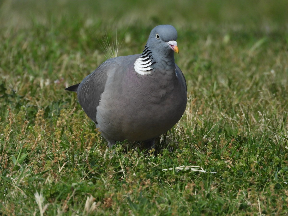 Common Wood-Pigeon - ML618325897